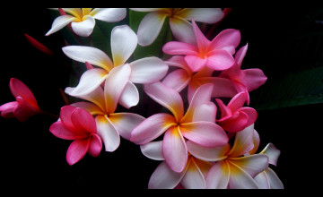 1366x768 Flower PC Wallpapers