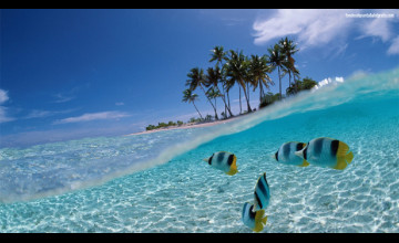 3D Tropical Fish Desktop Wallpapers