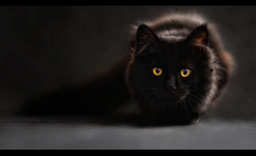4k Black Kitten Cat