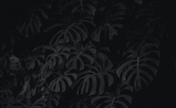 4k Black Wallpapers for Desktop