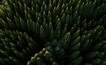Aerial Forest Wallpapers