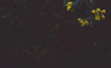 Aesthetic Nature