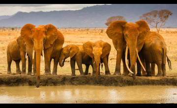 African Animals Wallpapers