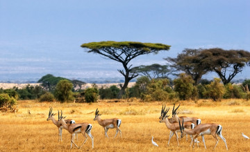 African Safari Wallpaper