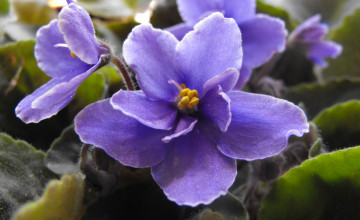 African Violet Wallpapers
