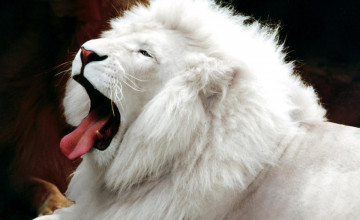 African White Lion Wallpapers