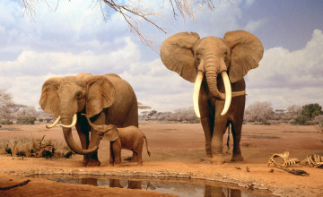 African Wildlife Desktop
