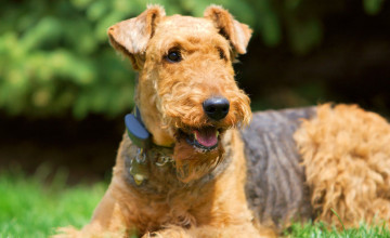 Airedale Terrier Wallpapers
