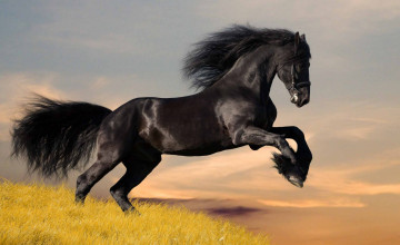 All Horses Wallpapers and Backgrounds