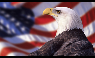 American Bald Eagle Pictures Wallpaper