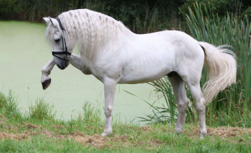 Andalusian Horse Wallpapers