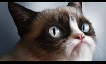Angry Cat Free Desktop Wallpapers