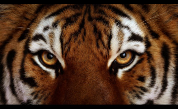 Angry Tiger Eyes