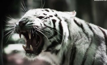 Angry White Tiger Wallpapers