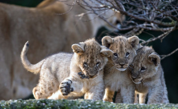 Animal Planet Wallpapers