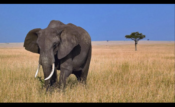 Animals Elephant Free Download
