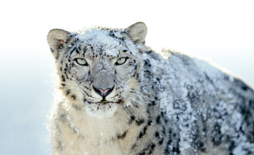 Animals in Snow Wallpaper