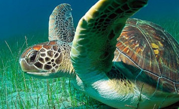 Animated Sea Turtle iPhone