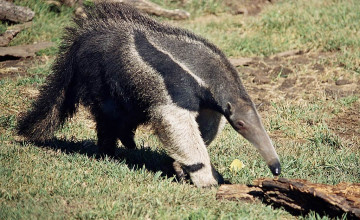 Anteater Wallpapers