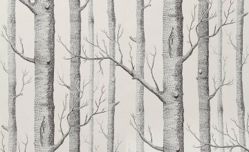 Anthropologie Birch Tree Wallpaper