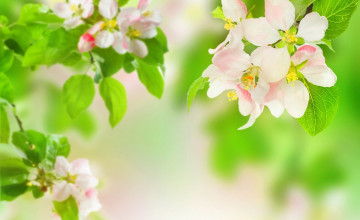 Apple Bloom Wallpaper