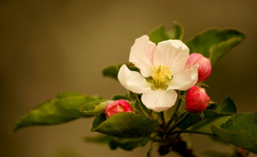 Apple Blossom Wallpapers Screensavers