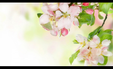 Apple Blossom Wallpapers