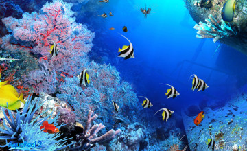 Aquarium Desktop Wallpaper