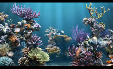 Aquarium HD 1080p Wallpapers