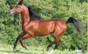 Arabian Horses