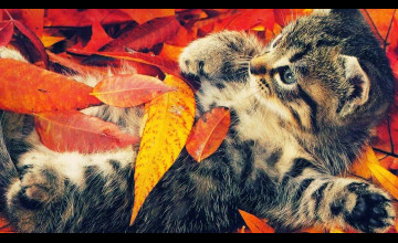 Autumn Animal Wallpapers