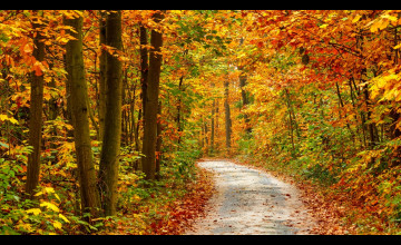 Autumn Forest Desktop