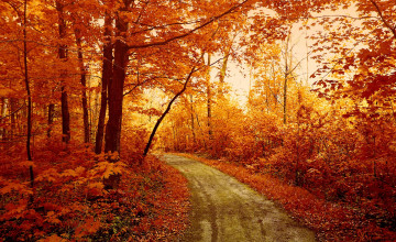 Autumn Forest