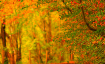 Autumn iPhone Wallpaper
