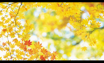 Autumn Leaves HD Wallpapers