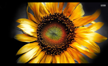 Autumn Sunflower Desktop Wallpaper