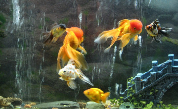 Awesome HD Fish Tank Wallpapers