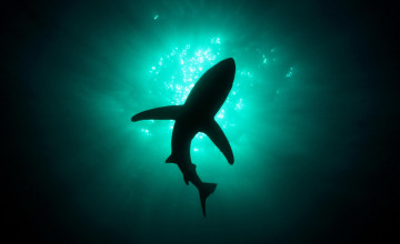 Awesome Shark