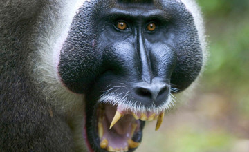 Baboon Wallpapers