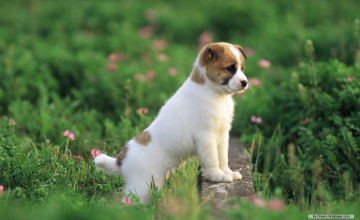 Baby Dog Wallpapers