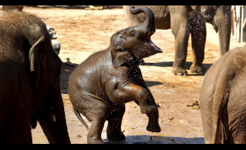 Baby Elephant Desktop