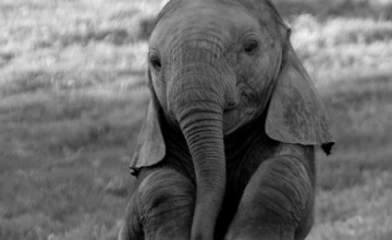 Baby Elephant Phone