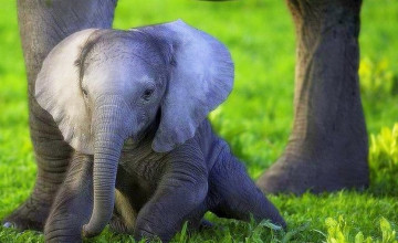 Baby Elephant Wallpaper