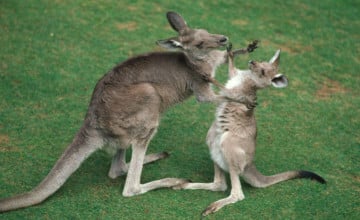 Baby Kangaroo 