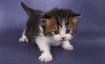 Baby Kitten