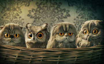 Baby Owl Desktop Wallpapers