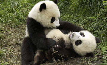 Baby Panda Bear Wallpapers