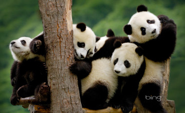 Baby Panda Wallpapers
