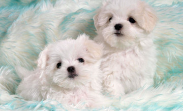 Baby Puppy Wallpapers