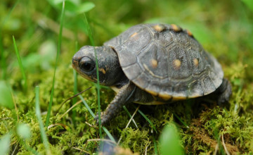 Baby Turtle Wallpapers